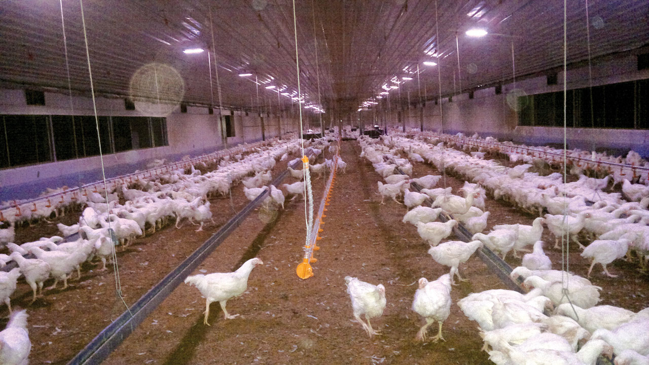 Nigeria to reduce high cost of poultry feeds