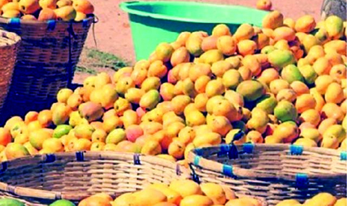 Zimbabwe Broadening food basket via Command Agriculture