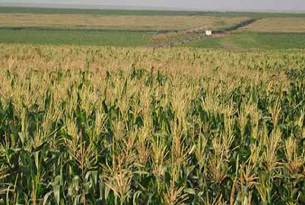 Mobile fertiliser application may make Kenya food secure