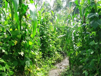 Necessity of Eco-farming