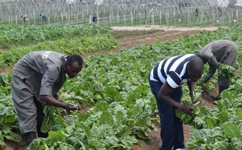 The Value Of Domestic Horticulture Production Is Growing