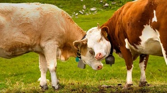 Rebuilding the Zebu Cattle Industry in Madagascar