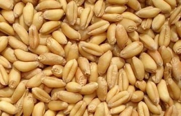The winter production of Zimbabwe will increase