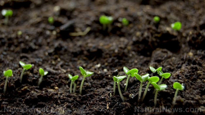 Morocco's OCP to Develop Ghana’s Fertilizer Value Chain
