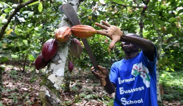 Ghana's Alliance Expected US$1.5b Commodity Diversification for Farmers 