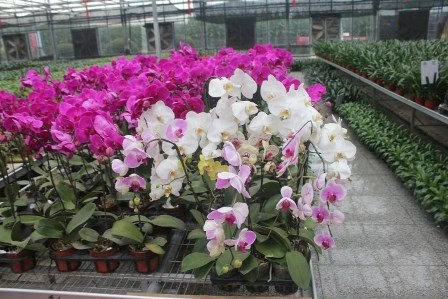 Kenya's horticultural sector will participate in China expo to boost revenues
