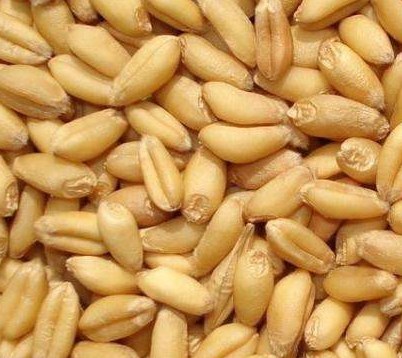Zimbabwe receives 3,000 tonnes wheat consignment