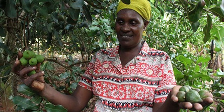 Macadamia Nuts Demand is Increasing in Kenya