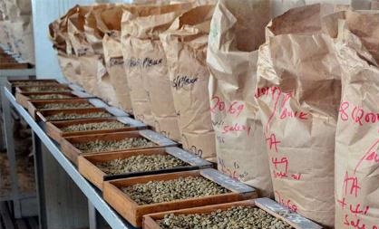 Coffee Prices Have Fallen to the Lowest in 12 years This Year