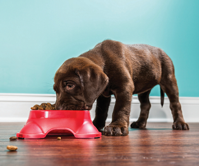Pet Food Industry is Growing in South Africa