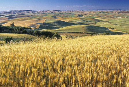 Nigeria will import 2bn dollars of wheat next year