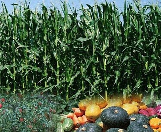 Stanbic Bank Zambia intensifies its investment in the growth of Zambia’s agricultural Sector