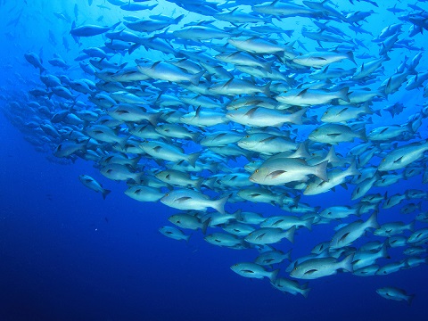Tanzania Fisheries Market Analysis