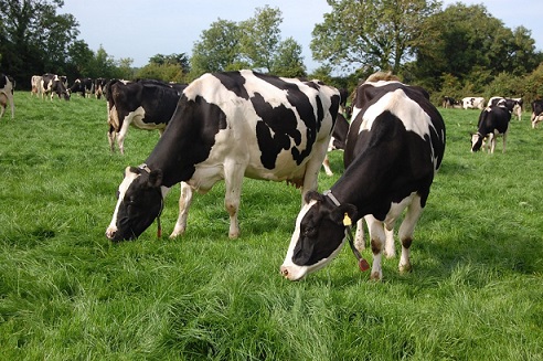 Technology promotes the development of Nigerian dairy industry