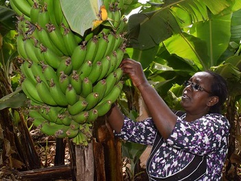 Kenya imports cheap food increasingly
