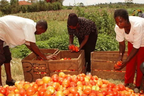 Kenyan Tomato prices on the rise as dry weather persists