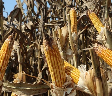 Kenyan animal feed prices hit a three-year high