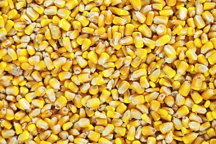 South Africa and Zimbabwe plan to import corn due to bad weather