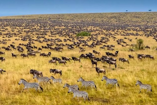 Chinese tourists travel to Africa is stepping into golden time