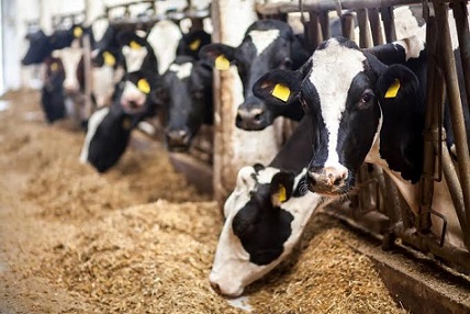 South Africa’s demand for meat and feed additives increases