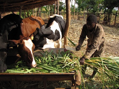 African Dairy Fermented Products Market