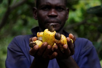 Cashew farmers face processing pressure