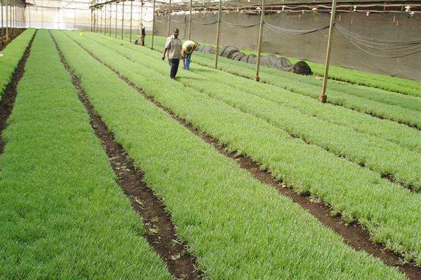 Tanzania：Government orders foreign firms to buy produce from auctions