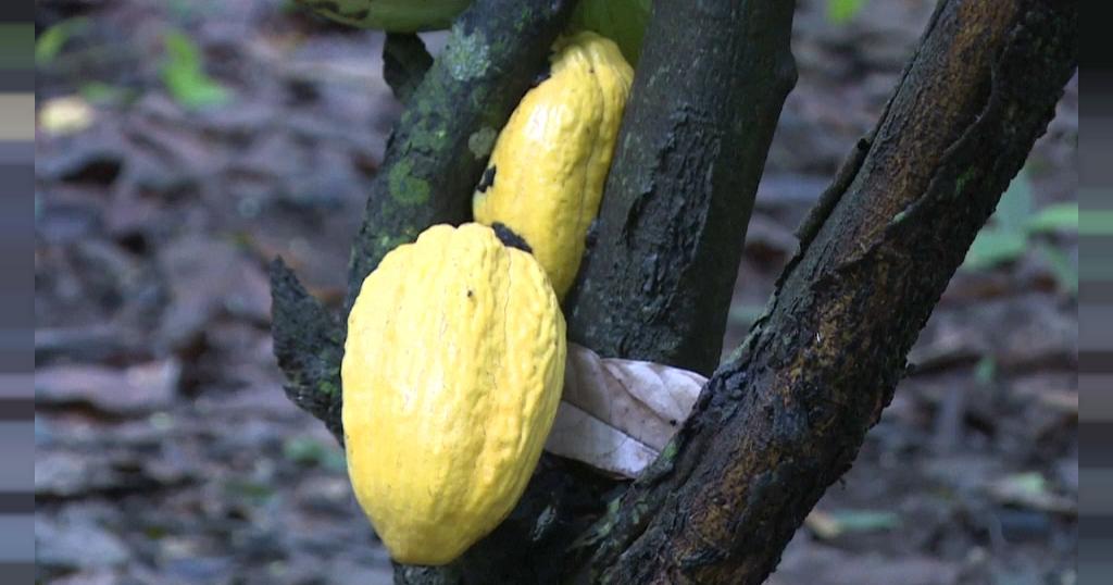 Ivory Coast, Ghana and chocolate makers row over premiums