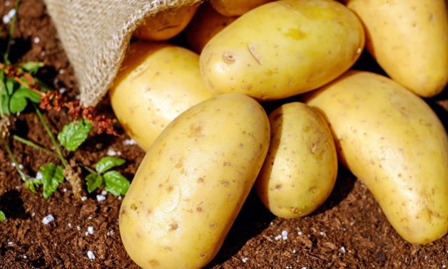 Egypt's agricultural exports rise to 4.9 mn tons despite Covid-19: Min.