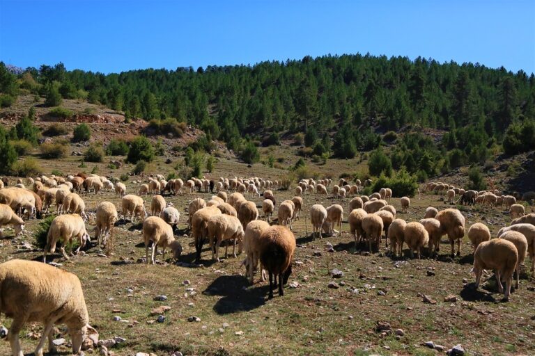  Morocco’s Rural Development: 59% of Projects Completed