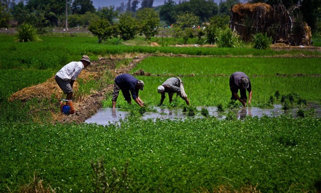 Agricultural sector is allocated 5.9% of Egypt's public investments in FY2021/2022 budget