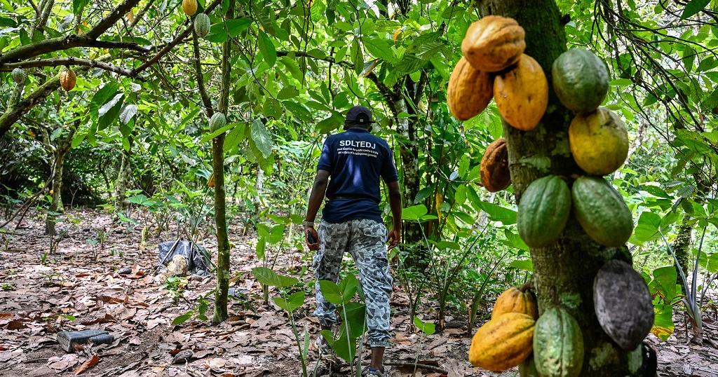 Ivory Coast, Ghana agree to cooperate on cocoa pricing