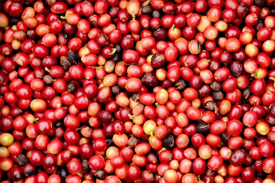 Coffee and spices surpass earning expectations