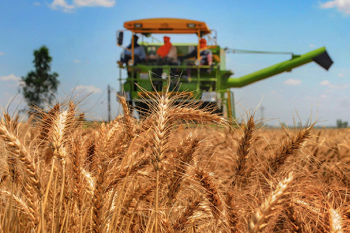 Nigeria Lacks Huge Capacity in Seed Production’