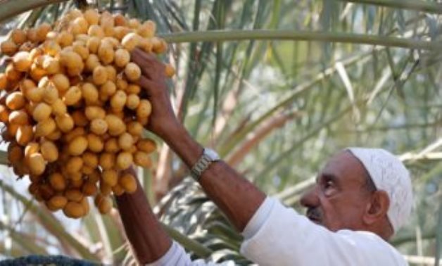Date exports hit $52 m in 2021 - council