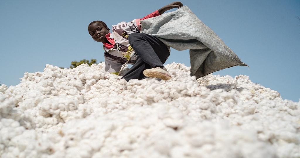 Mali records highest cotton production