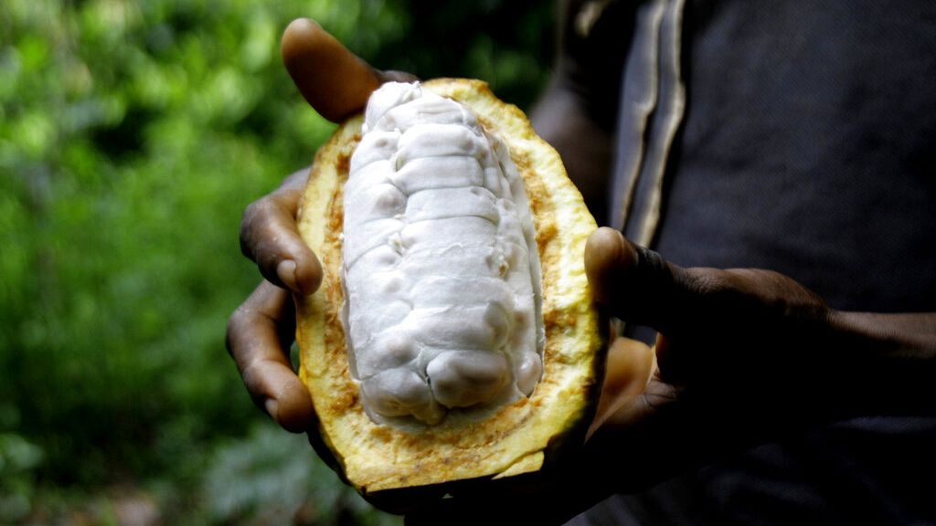 Ivory Coast and Ghana note progress in making buyers pay cocoa premiums