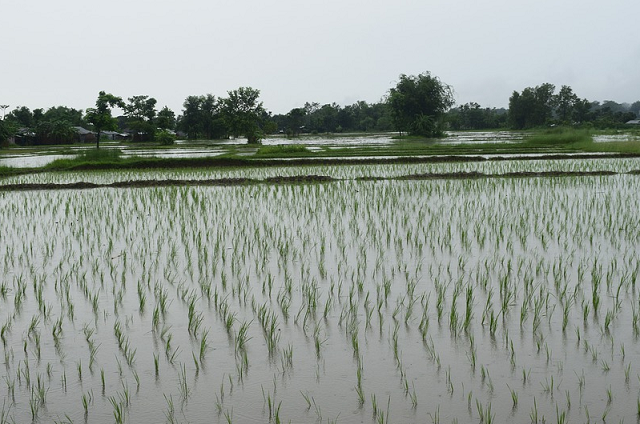 Recent Rainfalls Contribute to Morocco's Agriculture Improvement