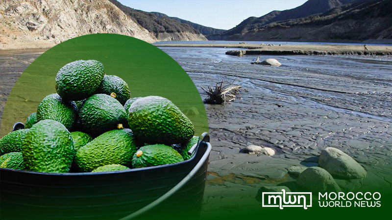 Morocco's Avocado Production Hits ‘All Time Record’ Amid Water Crisis