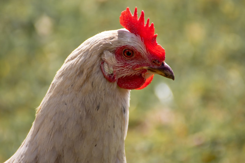 Chicken Prices Soar Again in Morocco, Reaching MAD 28