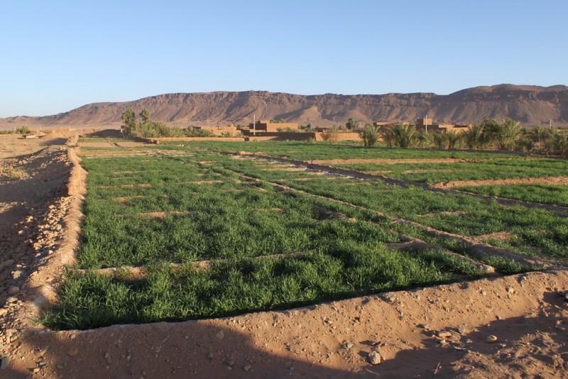 Morocco's Agricultural Investment Stood at $355.4 Million in 2023