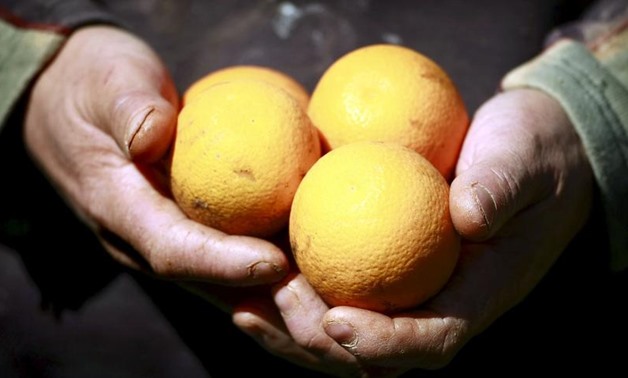 Egypt exports 1.1 million tons of citrus fruits worth $576 million in half year