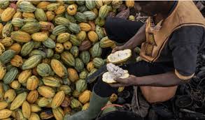 Ivory Coast: Rising cocoa farmgate price fails to convince