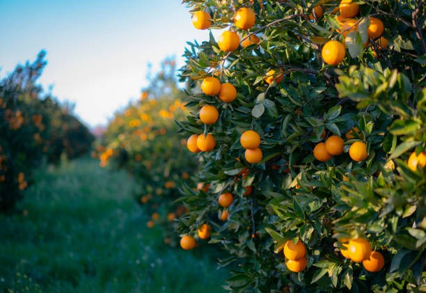 Morocco Expects Over 192,000 Tons of Citrus as Exports Expand
