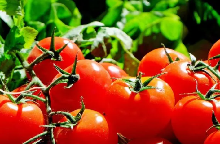 Drought Did Not Affect Morocco's Tomato Exports, Data Shows