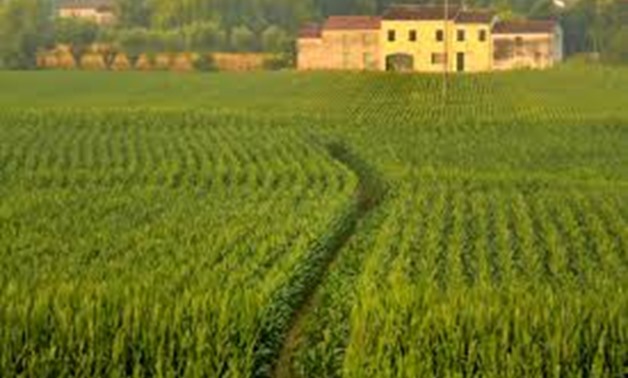 Egypt's agricultural sector sees strong growth with 5.2M tons exported in H1 2025