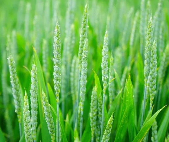 Morocco Seeks to Capitalize on Wheat Prices Decline to Secure Five-Month Supply